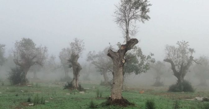 Disseccamento degli ulivi in Puglia