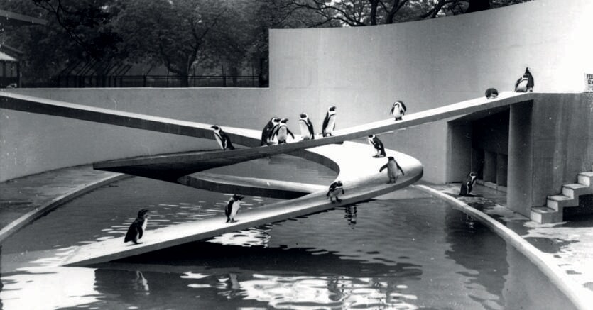Berthold Lubetkin e Ove Arup, la «Piscina dei Pinguini» dello zoo di Londra (1934