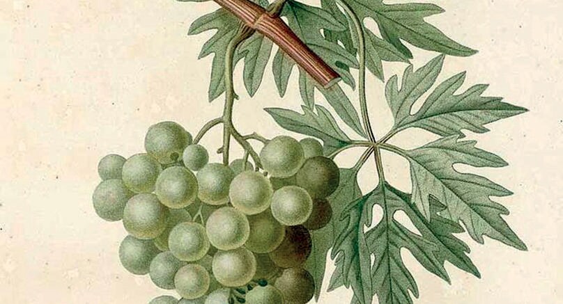 Vitis. Duhamel du Monceau, H.L., Traité des arbres et arbustes, (1800-1819)