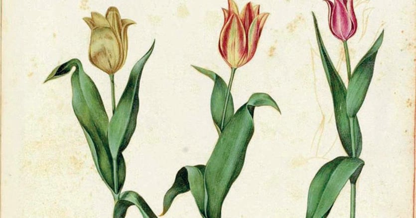 La bolla dei tulipani. Illustrazione botanica  dello scienziato e naturalista Ulisse Aldrovandi (1522-1605)
