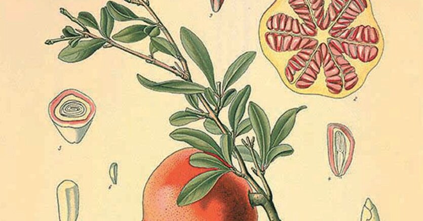 Punica granatum. Litografia dal volume di Herman Adolph Kohler Medizinal-Pflanzen  (1887)