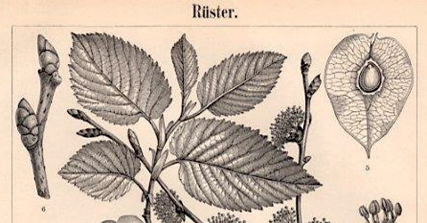 Ulmus. Litografia da un manuale  di botanica tedesco  stampato nel 1897