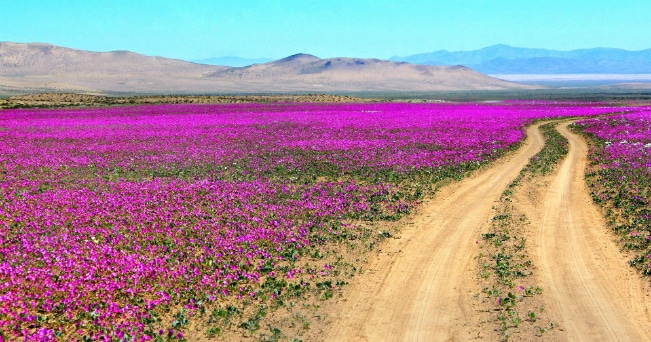 Il deserto di Atacama, in Cile (ph da TripAdvisor)