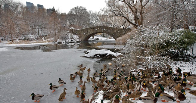 Papere sul ghiaccio a Central Park (foto Fabrizia Postiglione)