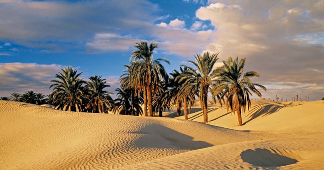 Distese di sabbia e palme: paesaggio tipico del Deserto Bianco 
