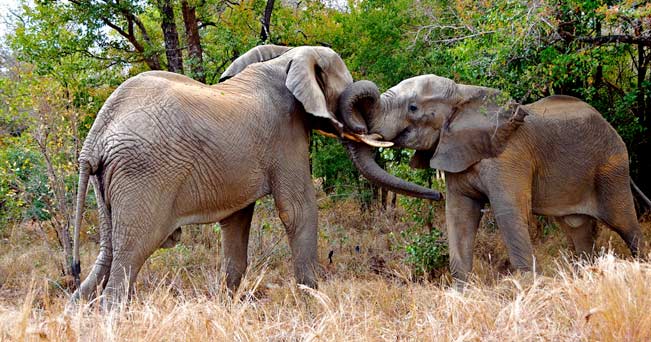 Due elefanti nel parco Kruger (foto Marco Caserotti)