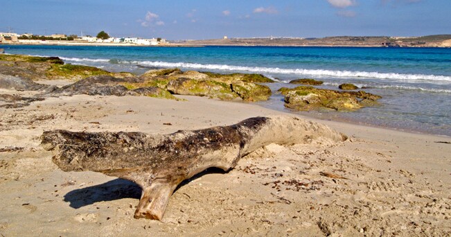 Armier Bay, una spiaggia che conserva ancora il suo aspetto selvaggio (foto Peter Treanor / Alamy)