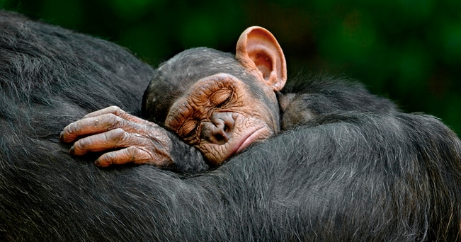 Sleeping infant (foto Xavier Ortega - Veolia Environment - Wildlife Photographer of the Year 2011)