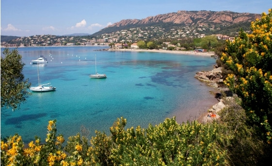 La spiaggia di Agay, vicino a Saint-Raphaël, circondata dalle mimose (Milestone Media)