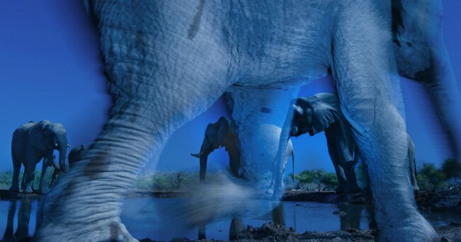  Greg du Toit (Sud Africa) Essence of elephants. Wildlife Photographer of the Year 2013Animal Portraits / Ritratti di animali. Vincitore 