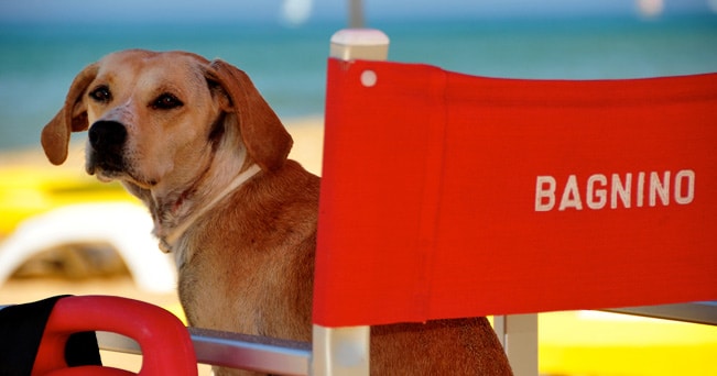 Un ospite della Dog beach a San Vincenzo, sulla riviera livornese