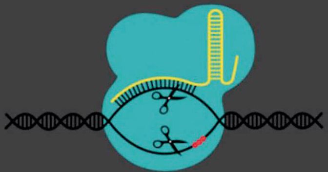 . Un’immagine  del Center for Life Science (DBCLS)  dal  blog di Anna Meldolesi 
