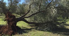 Xylella, dai vivaisti la prima class action figure of aside