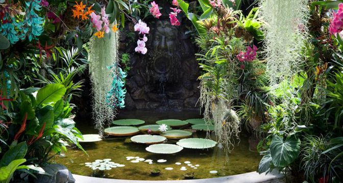 La fioritura di Victoria Amazonica ai Giardini La Mortella di Forio d’Ischia, creati da Susane Walton nel 1956. Fanno parte del network Grandi Giardini Italiani 