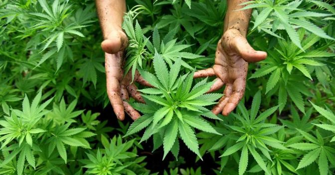 Parte da un disegno di legge per la depenalizzazione della cannabis, compresa l’autoproduzione a scopo ricreativo, la nuova sfida del M5S alla Lega (foto Epa)  
