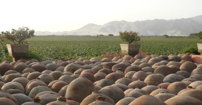 . In primo piano i caratteristici “piscos”, un tempo usati per trasportare vino e pisco. Sullo sfondo i vigneti dell’azienda Queirolo, famiglia di lontane origini genovesi emigrata in Perù, nel 1877 