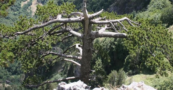 I piniloricati di Orsomarso 