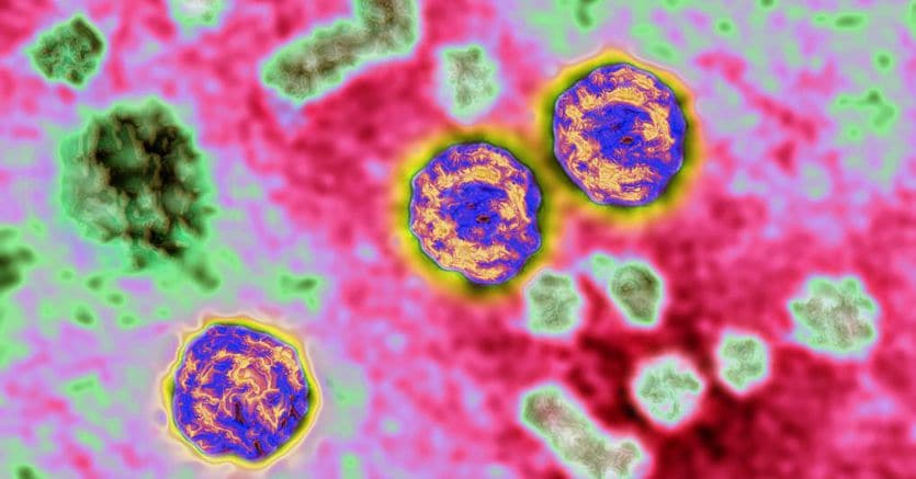 Epatite B Cronica: Scoperta Una Molecola Che Riattiva Il Sistema ...