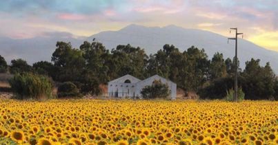 In Sardegna tutti pazzi per i girasoli (tra selfie e modelle) - Il Sole 24  ORE