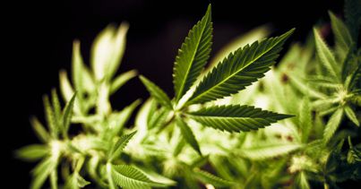 File Marijuana Jpg Wikimedia Commons