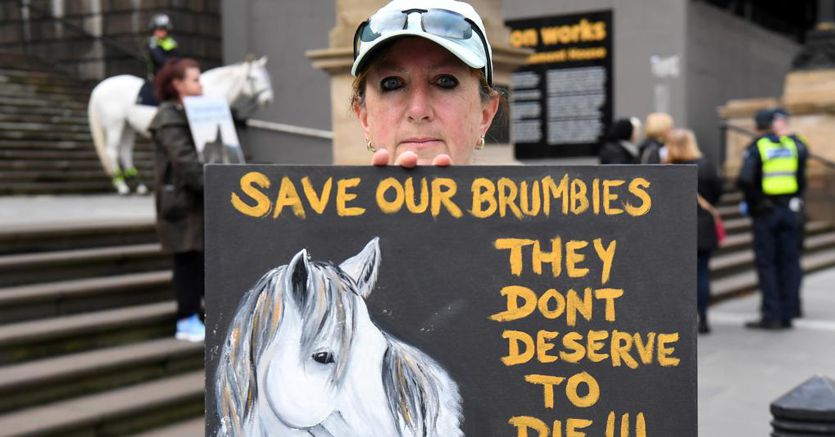 Brumby Riots Gli australiani divisi a cavallo dei Brumby - Il Sole 24 ORE
