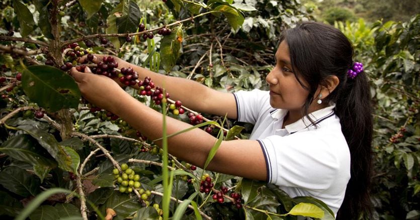 Illy prima azienda italiana del caffè a diventare BCorp