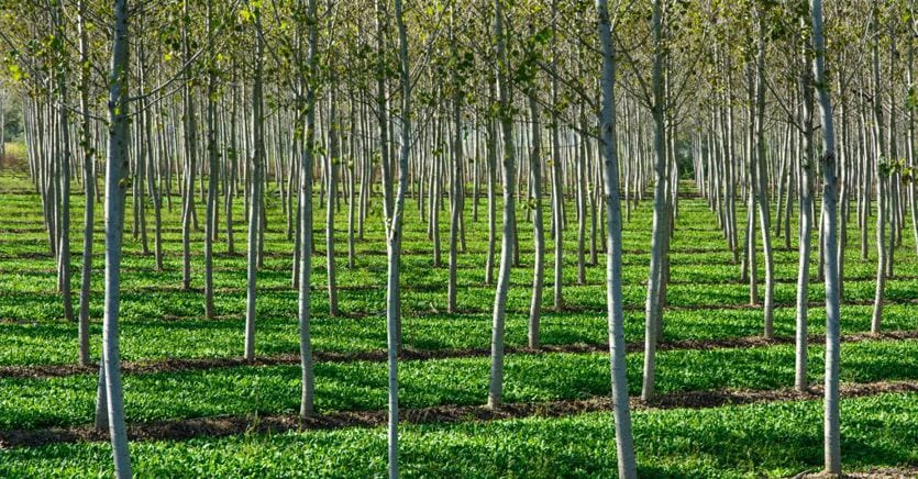 Piantare 3 Miliardi Di Alberi Entro Il 2030? I Florovivaisti: Non Ci ...