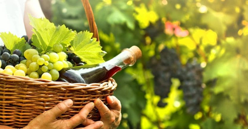 Partnership tra Unione italiana vini e Federbio per crescere sulla sostenibilità