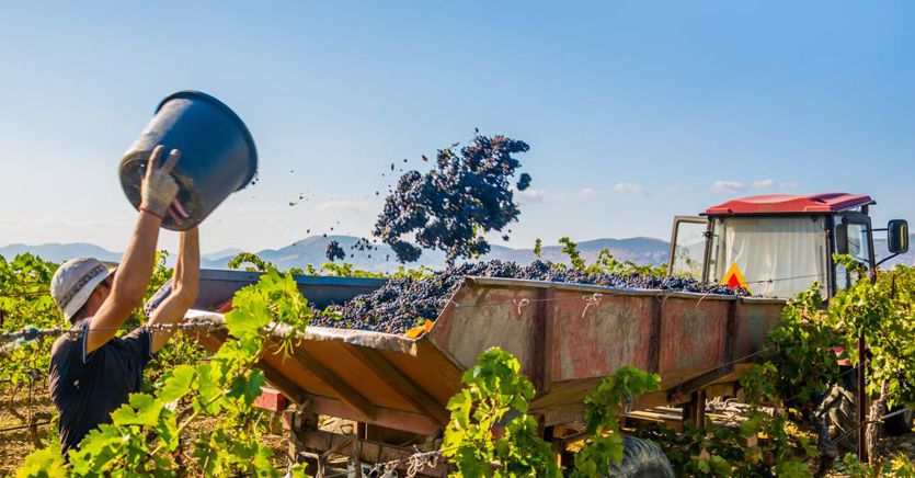 Vendemmia salvata dalla pioggia di agosto «Produzione buona per quantità e qualità»