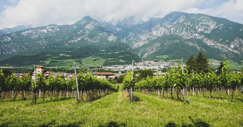 In bici per cantine e distillerie tra l’Adige e il Brenta