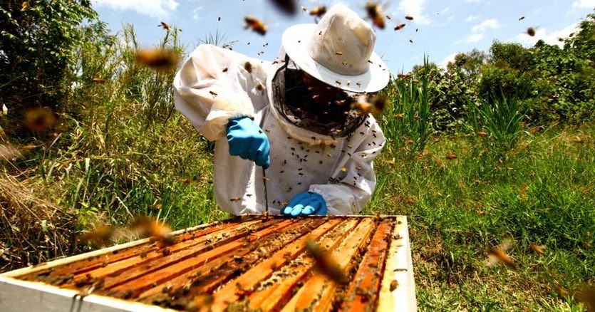 Stop all’import in Ue di alimenti con residui di pesticidi nocivi per api