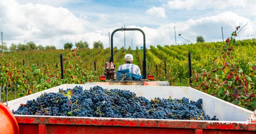 Vignaioli indipendenti: semplificare le regole per la commercializzazione online