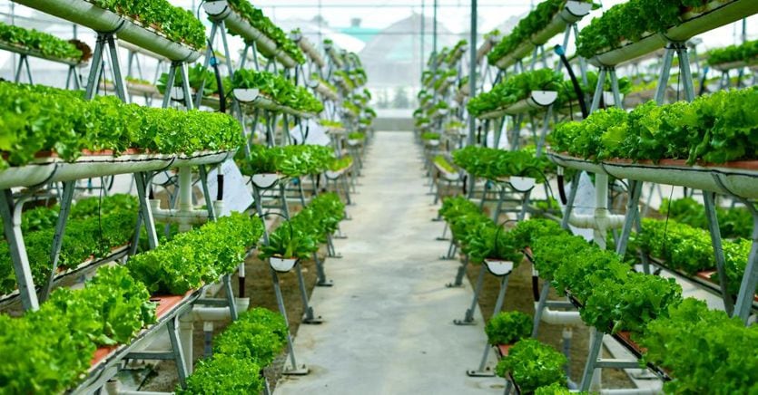 Planet Farms doubles, new plant in Como