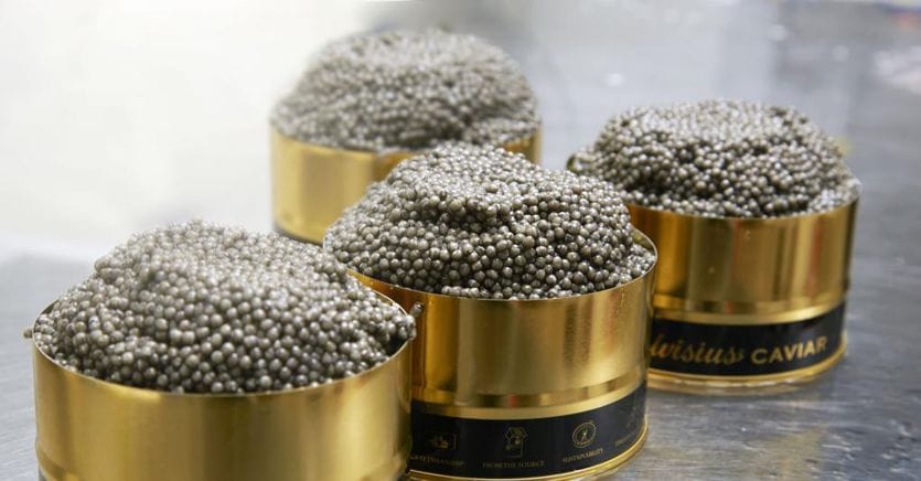 Il caviale italiano è leader mondiale: domanda in aumento e ricavi record per Calvisius