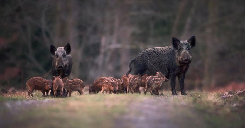 Swine fever alarm: first case in Lombardy