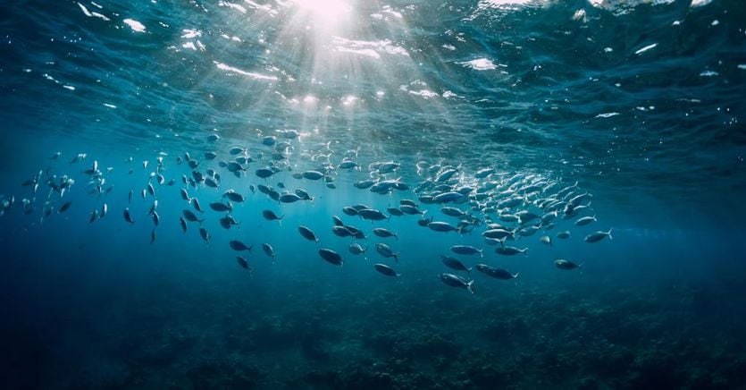 World Oceans Day, here's what puts the seas of the future at risk