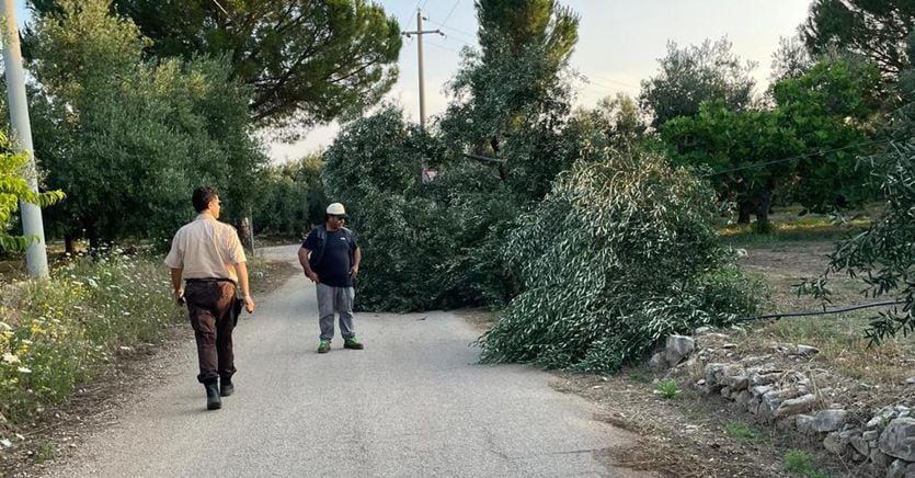 «Cut olive trees in the Bari area for those who do not pay protection money»