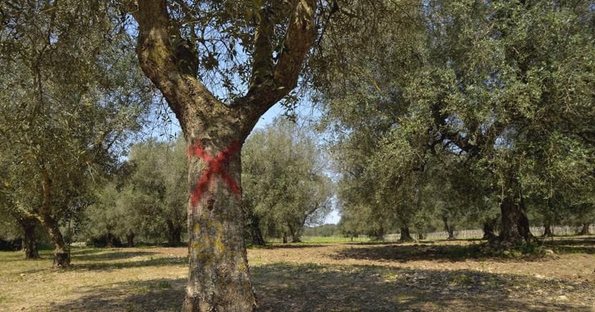 From Xylella to drought, a sector in the trenches