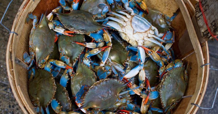 Blue crab threatens Adriatic clam and mussel farms