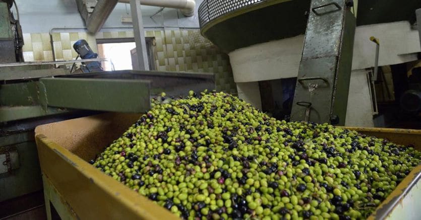 Prezzo olio d’oliva alle stelle: non scenderà per i prossimi due anni