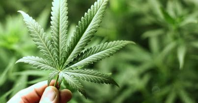 La salute passa anche dai semi di cannabis • Terzo Binario News