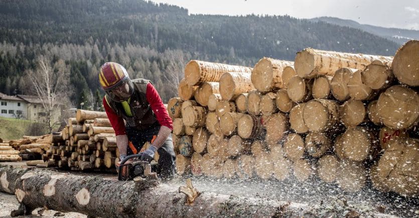 Die Nachfrage nach Holz sinkt: Die Preise sinken und die Sägewerke sind voll