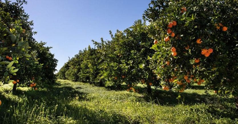 In Italia 100 milioni di alberi da frutta in meno in 15 anni