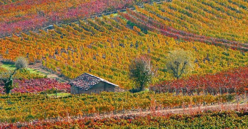 Ecco come migliorare la qualità dei suoli per ottenere un buon vino