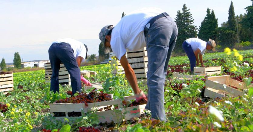 Ismea: «Agricoltura verso un nuovo calo in valore anche nel 2023»