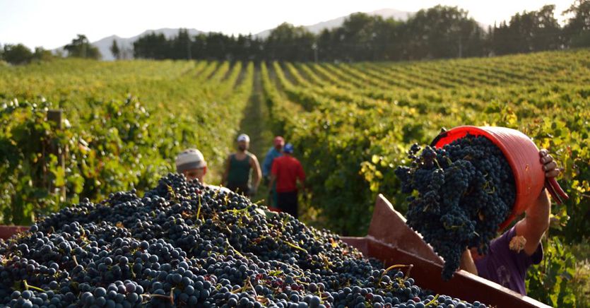 Vendemmia, raddoppiano le stime al ribasso: cali dal 20 al 24% sul 2022