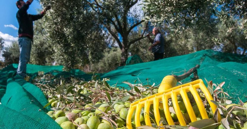 Ecco come inverni troppo brevi ed estati umide danneggiano gli uliveti