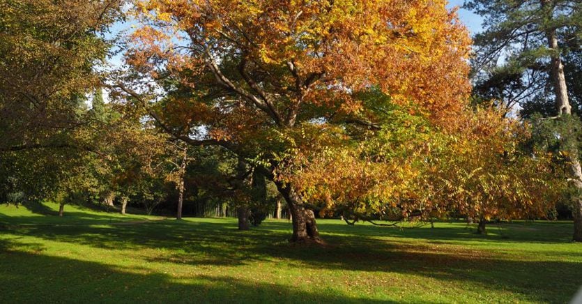 Meraviglie Botaniche Ai Giardini Inglesi Della Reggia - Il Sole 24 ORE