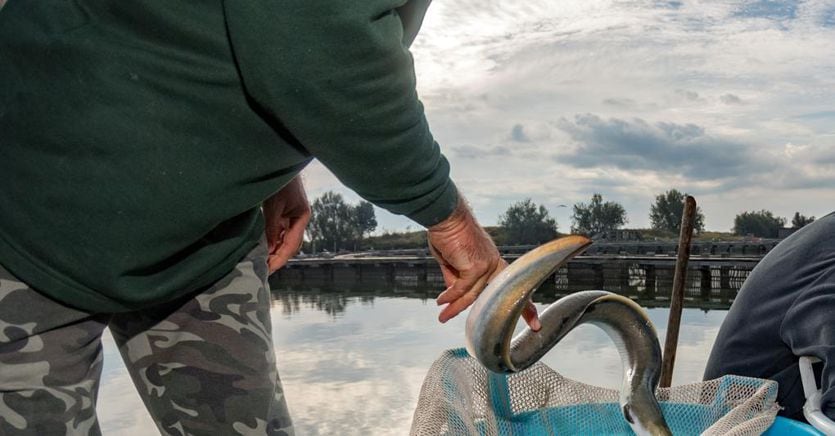 Anguille a rischio estinzione, gli chef le tolgono dai menù