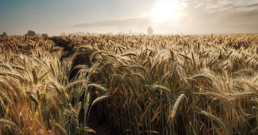 The EU launches duties on cereals from Russia and Belarus